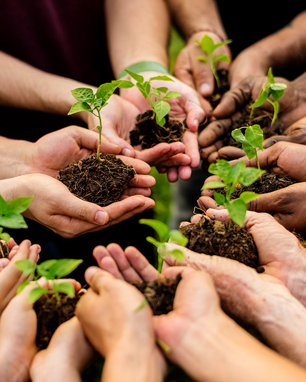 Sua terra pode gerar renda sustentável